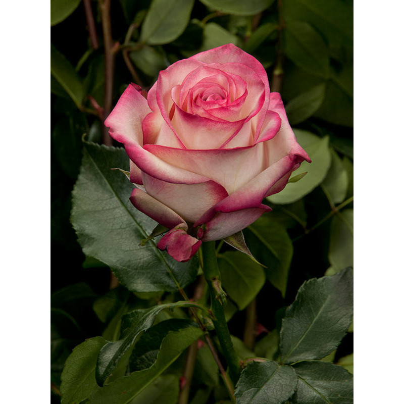 Роза Палома (Paloma) / Кусты - Moldavianrose.com